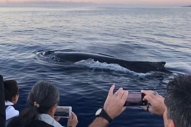 Small-Group Whale Watching Adventure - Tour Details and Accessibility