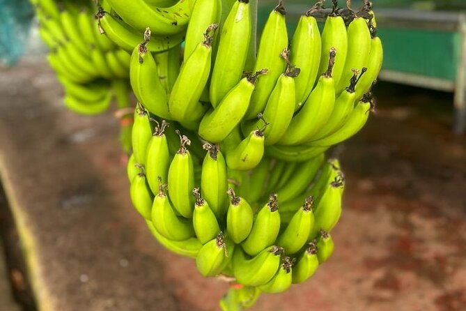Small Train Tour of a Banana Farm in Martinique - Meeting and Pickup Details