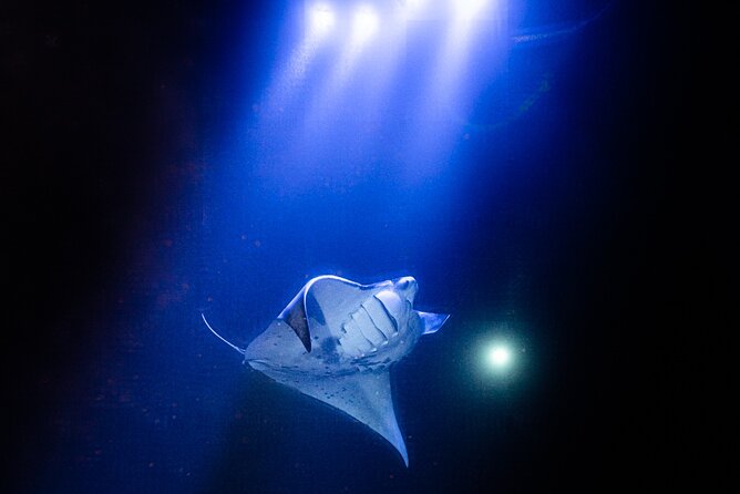 Snorkel With Giant Manta Rays In Kailua Kona - Inclusions and Safety