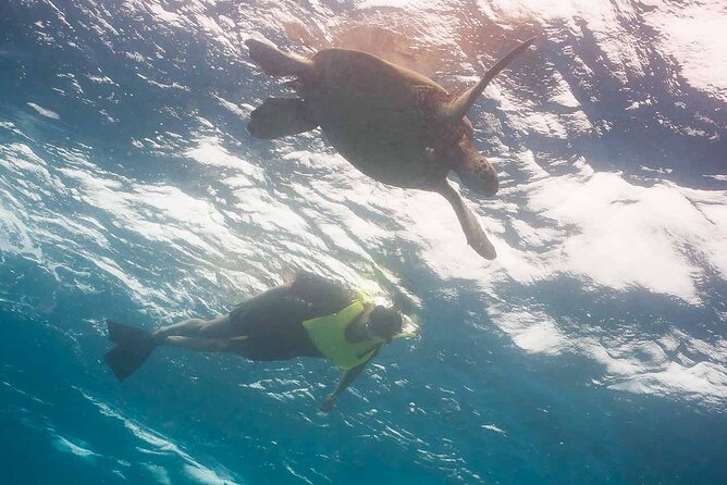 Snorkel With Turtles - What to Expect During Your Snorkeling Adventure