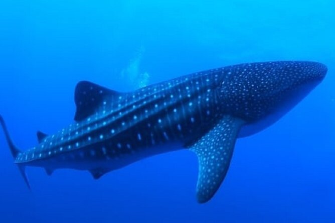 Snorkel With Whale Sharks Includes Equipment & Transportation - Included Equipment