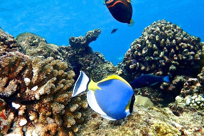Snorkeling at Blue Lagoon; Starfish; The Rock Restaurant & Paje Beach - Top Snorkeling Spots