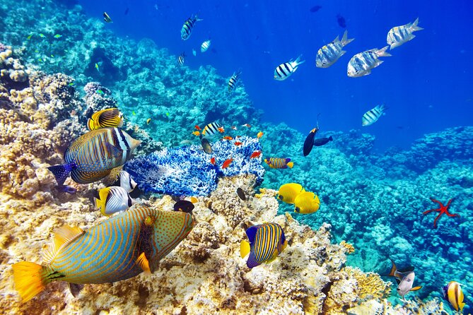 Snorkeling Private Tour in San Juan - Tour Inclusions
