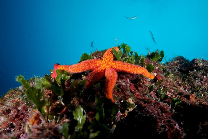 Snorkeling Trip for Groups up to 40 Persons. - Included in the Trip