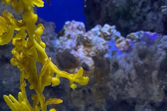 Snorkeling With Giant Turtles, The Odyseo Aquarium & Port Louis - Transportation and Pickup Details