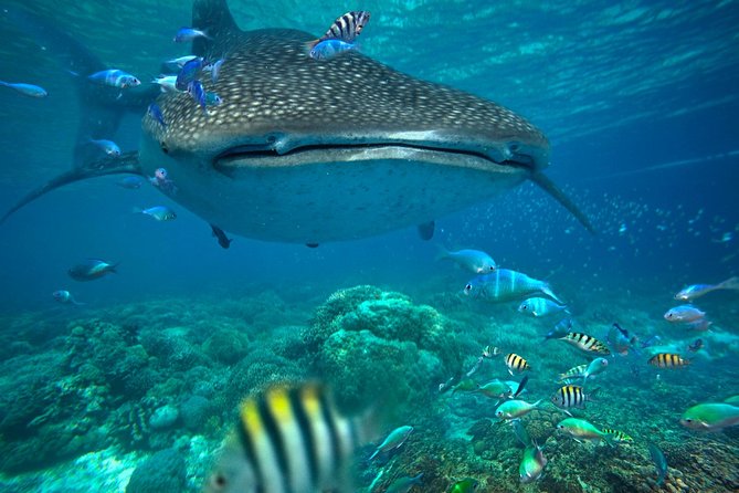 Snorkeling With Whale Sharks - Isla Mujeres - Location and Accessibility
