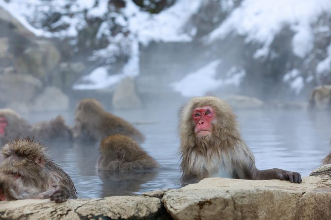 Snow Monkey in Jigokudani Yaen-koen & Obuse Town - Discover the Charm of Obuse Town
