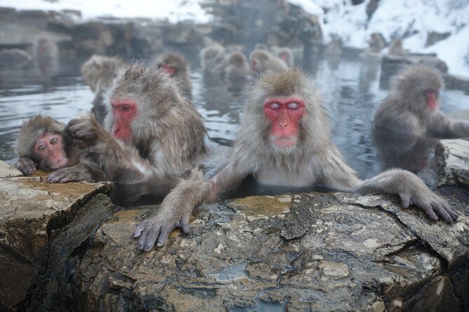 Snow Monkey Park & Miso Production Day Tour From Nagano - Health and Safety Information