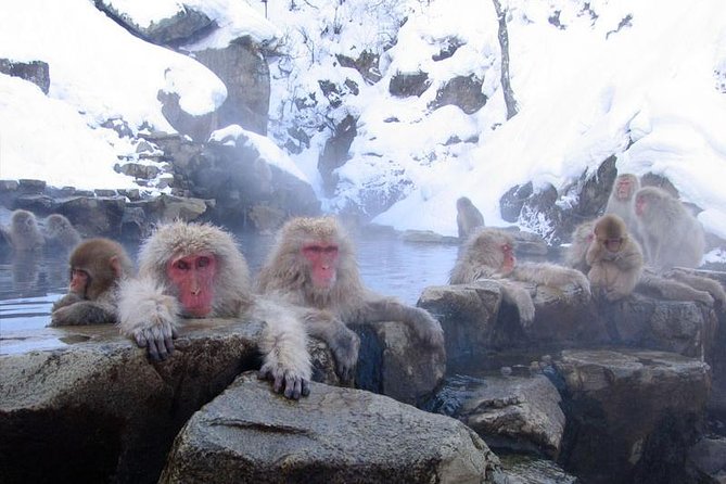 Snow Monkey Park Tour, From/To Tokyo, 2-12 Guests - Inclusions and Expenses