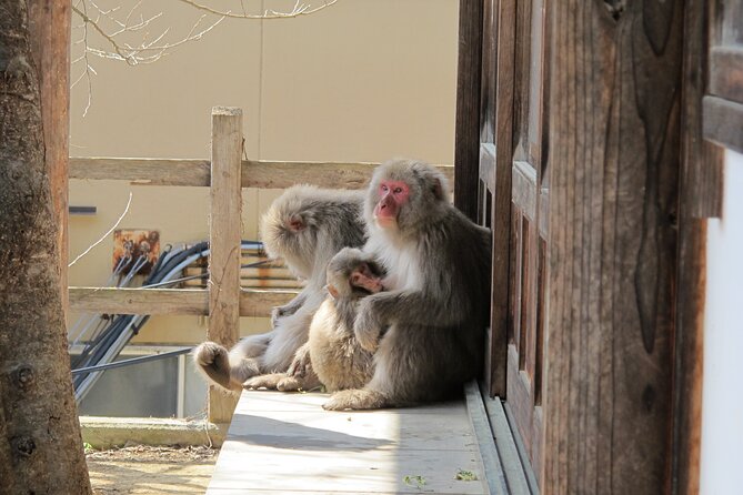 Snow Monkey & Shibu Onsen Afternoon Group Tour (Iiyama & Nozawa) - Meeting Points and Timing