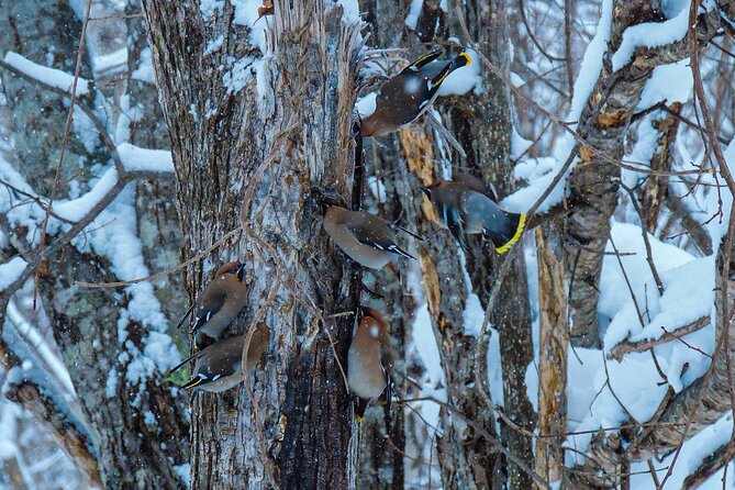Snowshoe Adventures and Onsen Bliss Winter Escape in Furano - Health and Safety Considerations