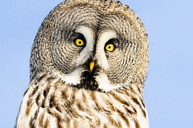 Snowshoe Trip Searching for Arctic Animals From Kemi - Booking and Confirmation
