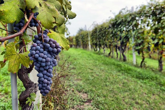 Sonoma and Napa Wine Tour 3 Tastings Included Small-Group Tour - Itinerary and Activities