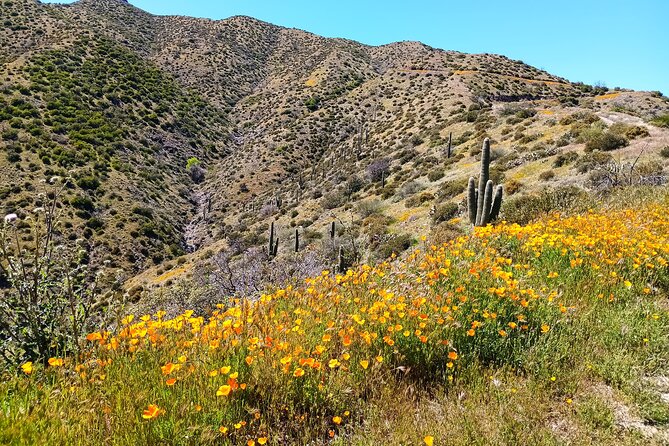 Sonoran Desert To MountainTop Jeep Tour Review - Inclusions