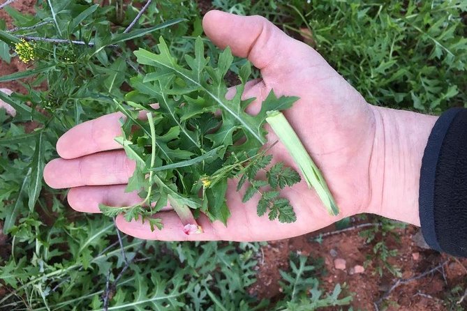 Sonoran Desert- Wild Foods and Traditional Skills - Foraging for Wild Edibles