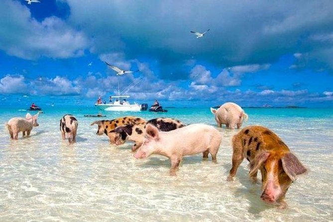 Split Cruise to Grand Bahamas - Onboard Amenities and Services