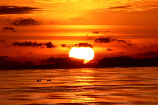 Sunrise Dolphin Tour - Pricing and Booking Information