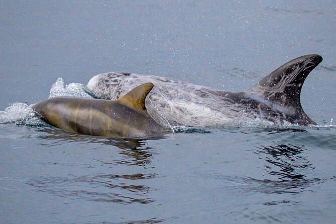 Sunset Whale Watch Tour in Monterey - The Tour Experience Highlighted