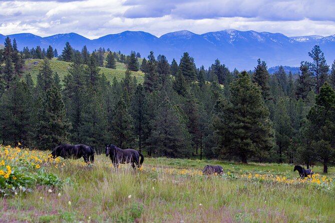 Sunset Wild Horse Island Private Boat Tour - Family-Friendly Experience
