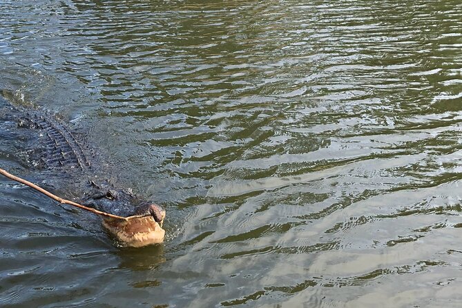 Swamp Eco-Cruise and Walking Tour Review - Eco-Friendly Cruise Experience