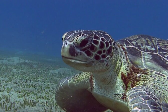 Swimming With Dugong & Turtles in Abu Dabbab & Transfer -Hurghada - Additional Recommendations