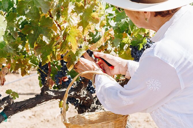 Tasting and Tour Through the Vineyard - Meeting Point Details