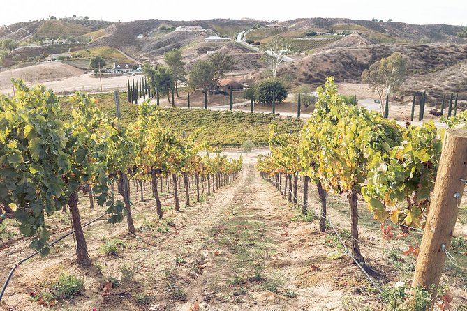 Temecula Valley Afternoon Wine Tour With Tastings and Cheeseboard - Tour Details