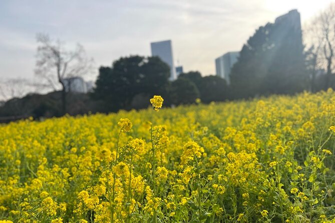 Tokyo: Japanese Garden Walking Tour With Tea and Sweets - Discovering Japanese Tea Culture
