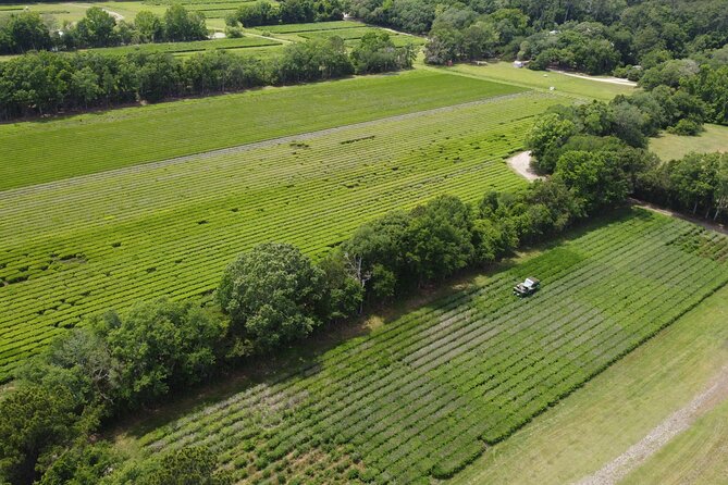 Trolley Tour in Wadmalaw Island of South Carolina - Insider Stories on Tea Production