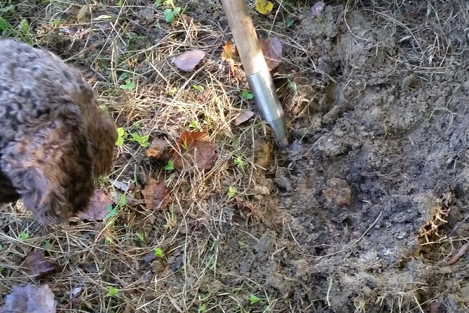 Truffle Hunting in Tuscany: Private Shore Excursion From Livorno Port - Exploring Tuscanys Culinary Delights