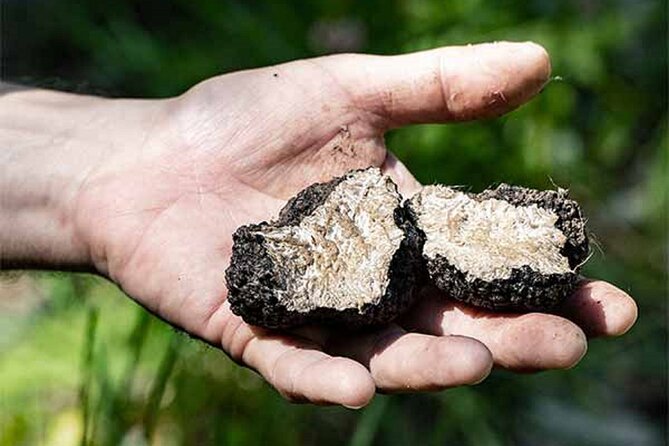 Truffle Hunting Umbria Including Truffle Breakfast - Discovering the Art of Truffle Foraging
