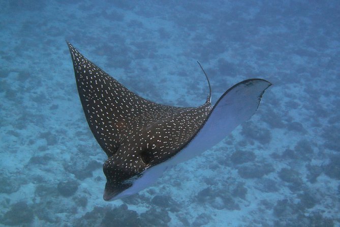 Try Dive in Cozumel Island - Meeting Point Details