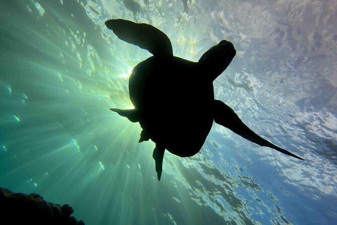 Try Scuba Diving in Kauai: All Experience Levels - What to Expect During Your Dive