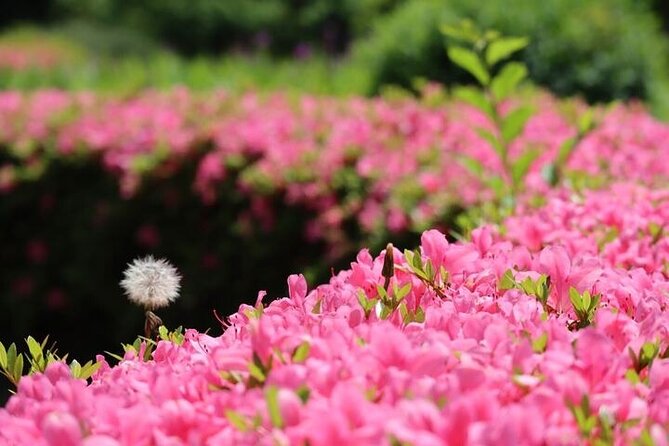 Tsukiji & Hamarikyu Gardens Wellness Tour – Walk, Relax & Lunch - Highlights of Tsukiji Market