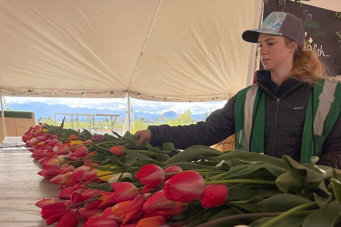 Tulip Valley Farms U Pick Experience - Operating Hours and Dates