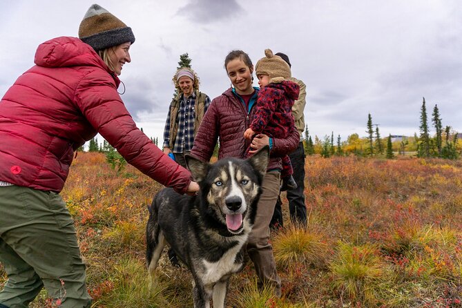 Tundra Walk With Free Running Sled Dogs - Trekking and Interacting With Alaskan Huskies