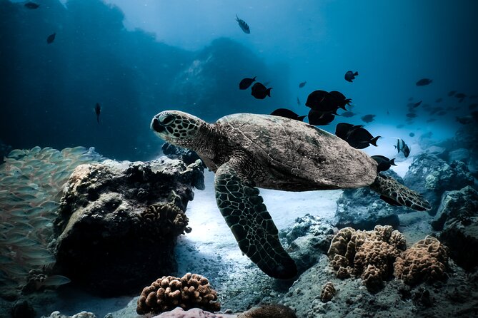Turtle Canyon Snorkel Tour - Meeting and Pickup