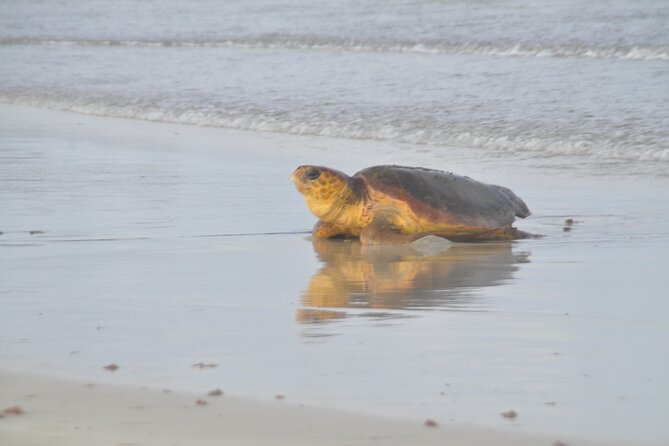 Turtle Experience in Sal Island - Unique Features of the Tour