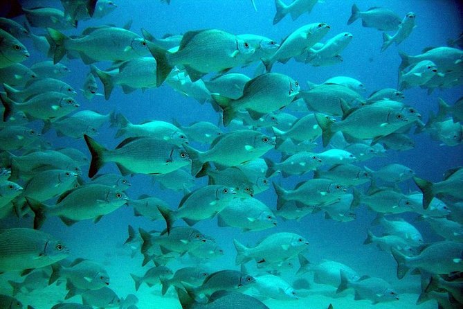 Turtles and Cenote From Riviera Maya - Tour Itinerary