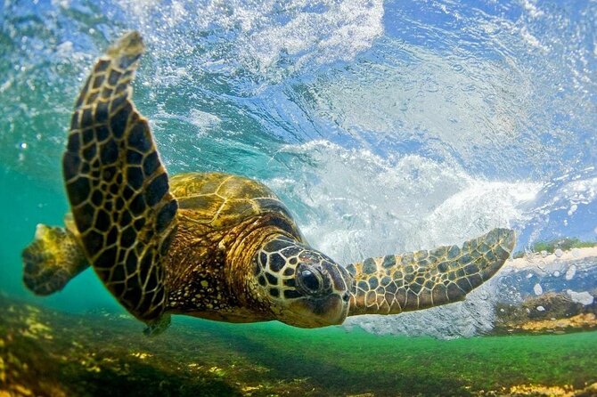 Ultimate North Shore Adventure Review - Immersive Farm Experience