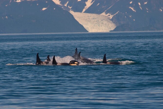 Ultimate Whale Watch and Tracys Crab Shack Combo - Inclusions in the Ultimate Whale Watch and Tracys Crab Shack Combo