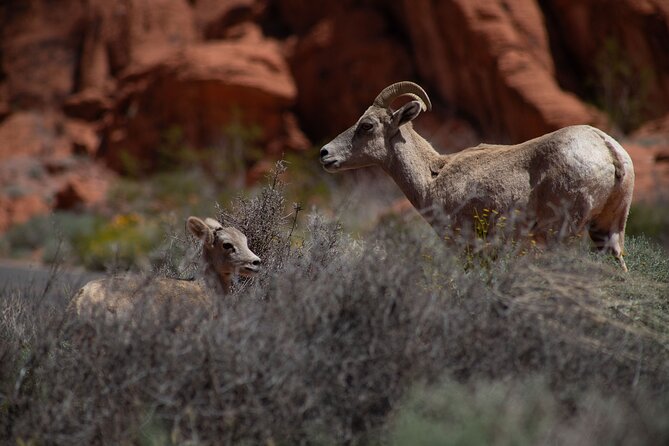 Valley of Fire Guided Hiking Tour and Mojave Desert Adventure - Highlights of the Journey