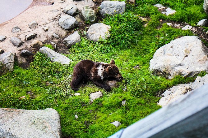 Visit Ranua Arctic Wildlife Park - Pricing and Inclusions