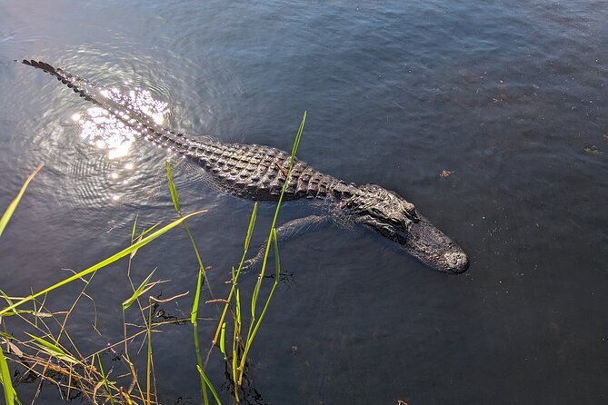 Visit the Everglades in French With Transfer and 1 Hour 30 Minutes Airboat - Convenient Minivan Transfer From Miami