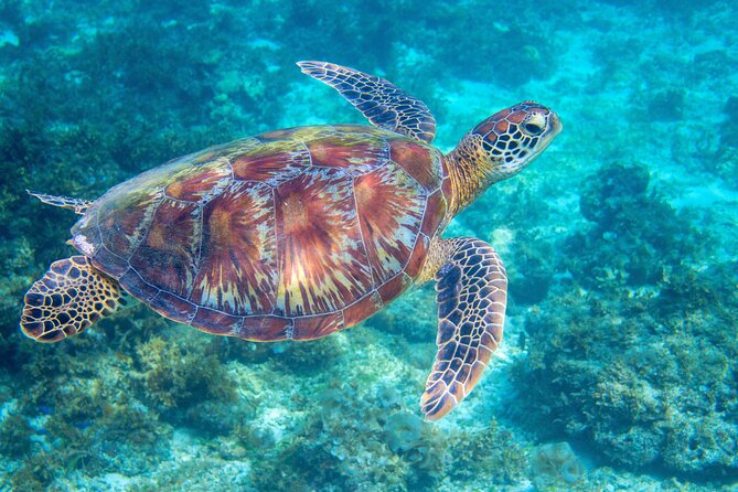 Waikiki Turtle Snorkeling Tour - Catamaran and Departure