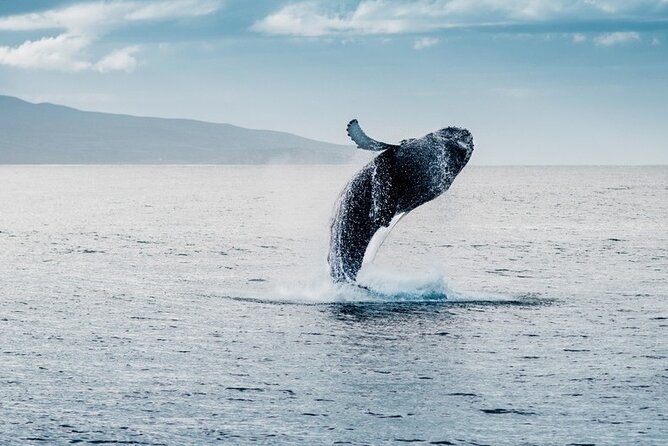 Waikiki Whale Watching Cruise - Amenities and Inclusions