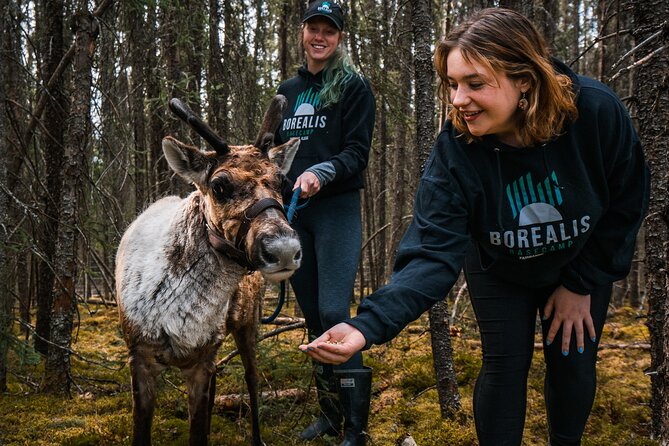 Walking With Reindeer Experience Review - What to Expect During the Tour