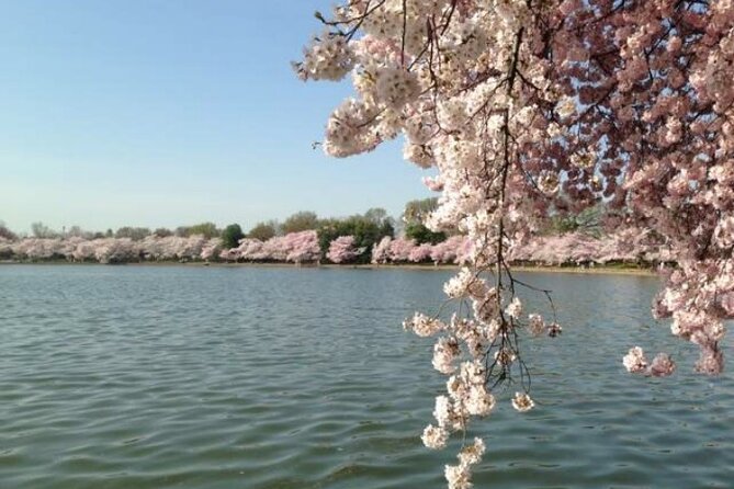 Washington D.C. Cherry Blossom 1-Day Tour From New York - Pickup Locations and Schedule