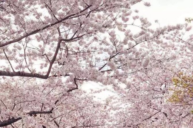 Washington D.C. Cherry Blossom Day Tour Review - Itinerary and Accessibility