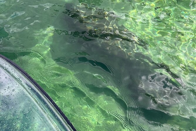 Weeki Wachee Clear Paddle Board Ecotours - Health and Safety Guidelines